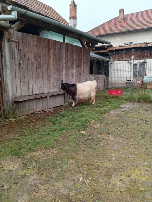 Vând CAPRE bune de Tinut