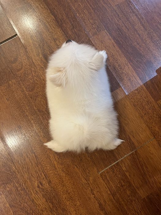 Немецкий шпиц миниатюрный