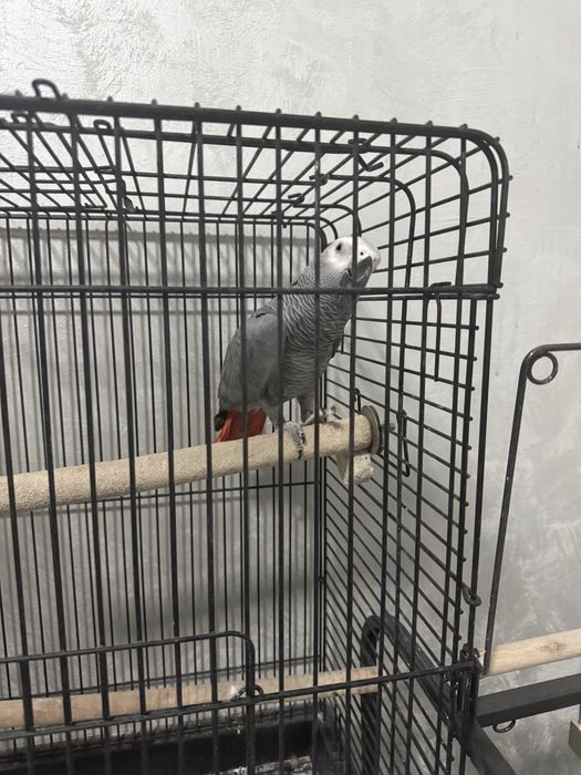 Jako (African Grey) papugay