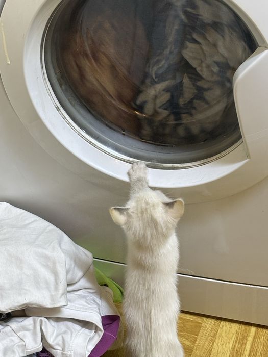 Котёнок девочка  в добрые руки