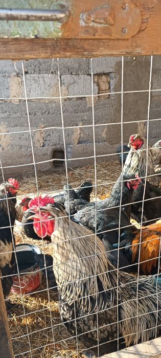 Қораздар сатамын, продам петухов