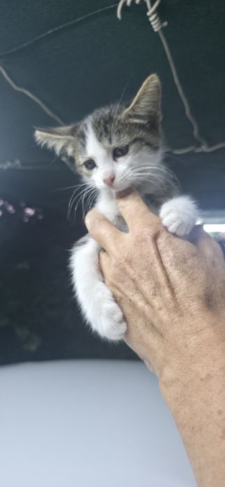 Отдаю котят в добрые заботливые надёжные руки.