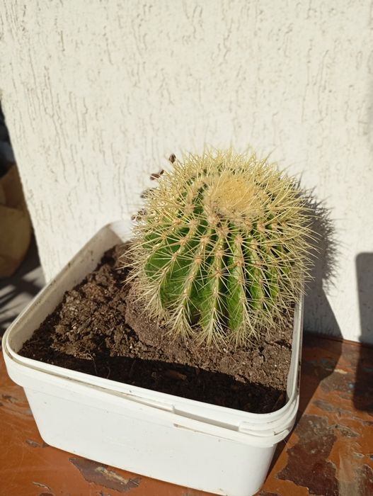 Домашни Отглеждани Цветя Алое Вера,Кактуси и други.