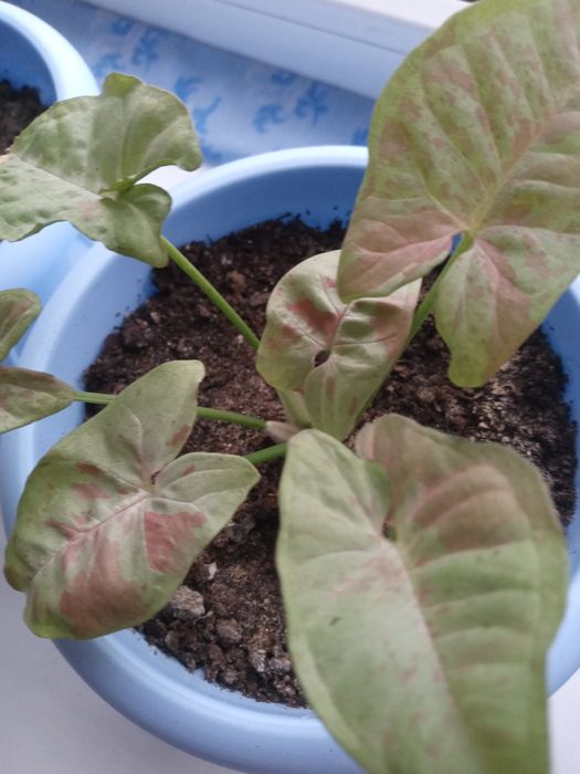 Крассула Хоббит и 2 вида сингониумы