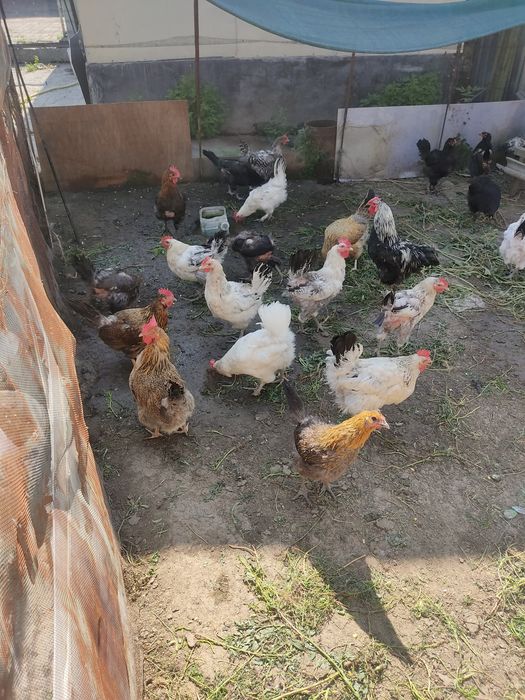 Продам домашний курица и цыплята