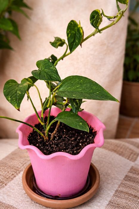 Сциндапсус, алое вера