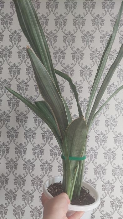 Цветы домашние продам срочно