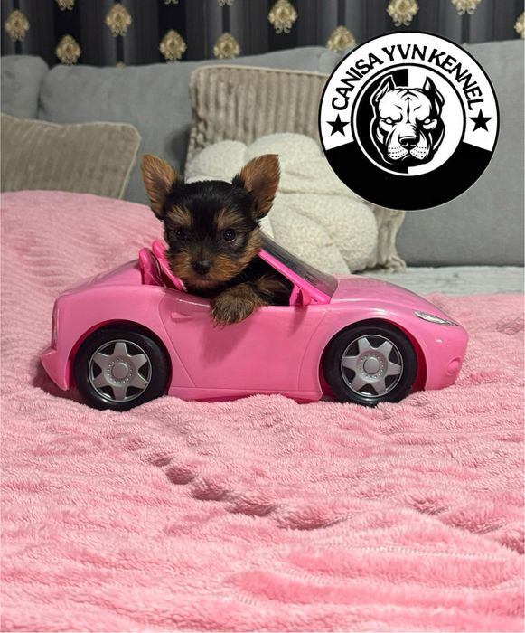 Mascul york shire mini toy