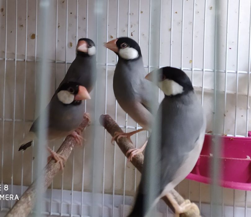 Продам Рисовых Амадин