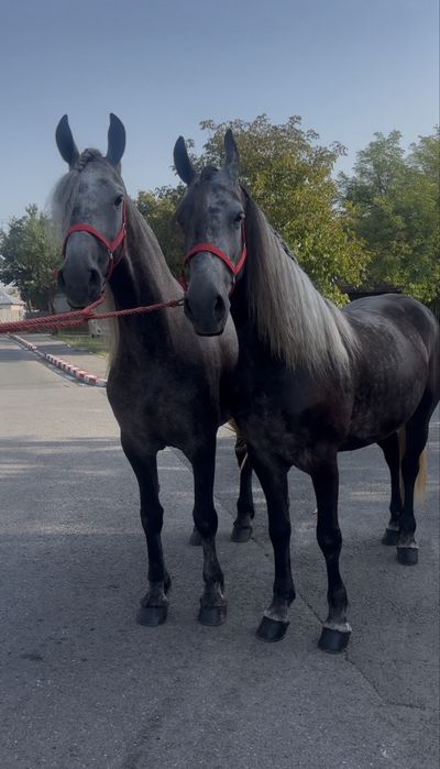 Iepe gestante de vanzare
