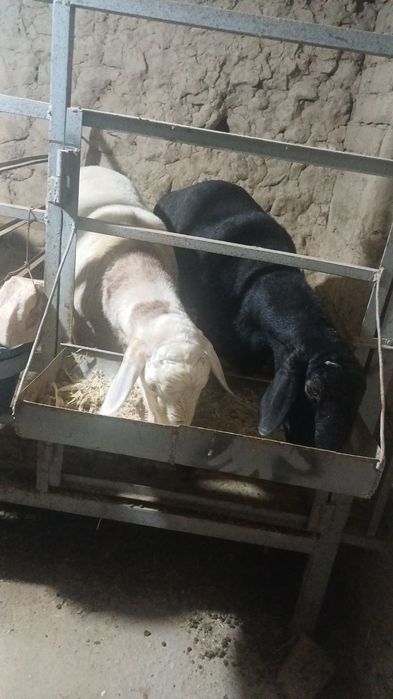Qoylar va qochqorlar qurbonlik uchun