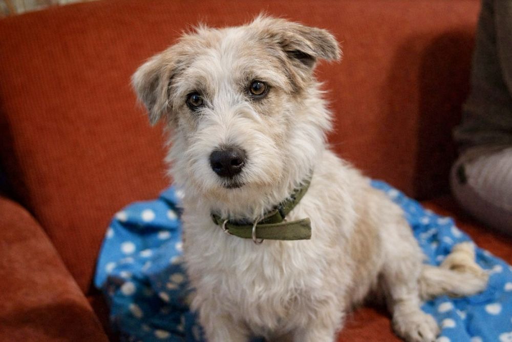 Собака Майя — тихая радость рядом