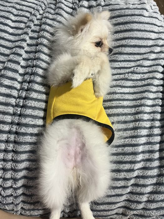 Шпиц город талдыкорган