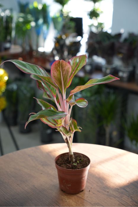 Аглаонема Ред фаир