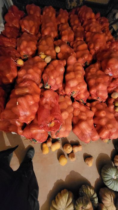 Аскабак сатылады! Тыква продаются!