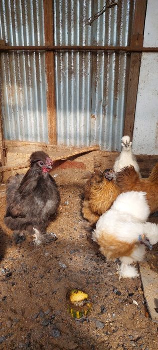 Продам инкубационное яйцо