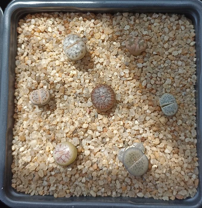 Литопсы-суперсуккуленты