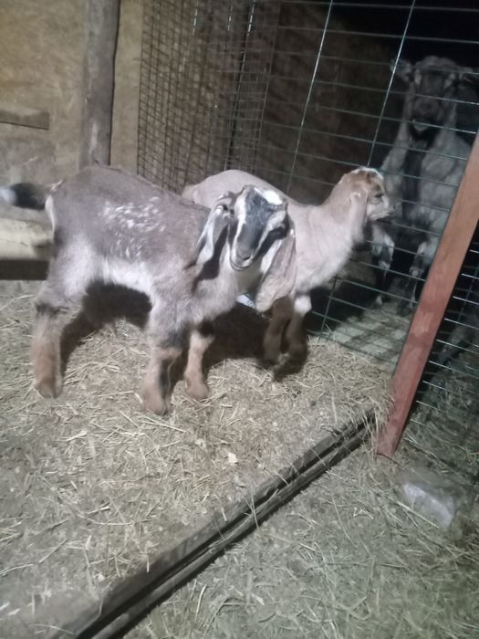 Козлята альпонубийские.