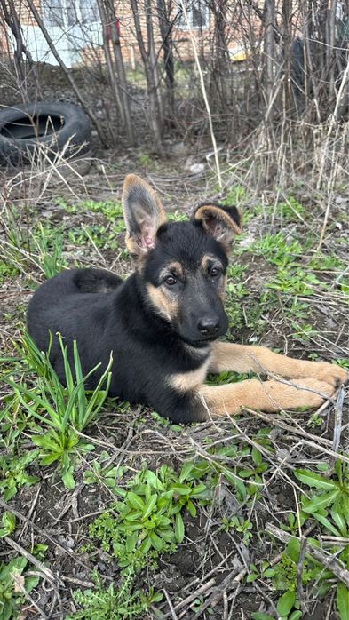 щенок немецкой овчарки