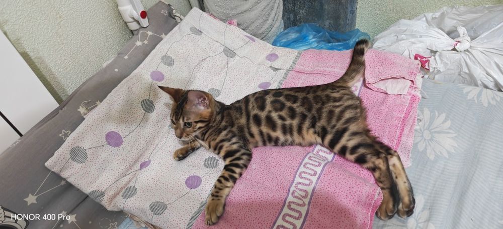 Бенгальский котенок,девочка