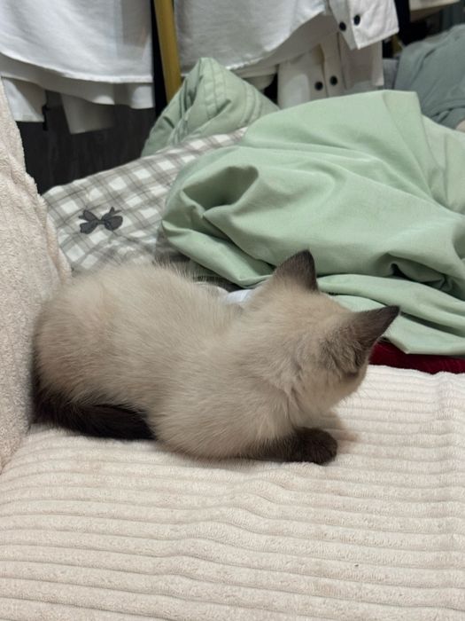 Отдам котенка девочка шустрая