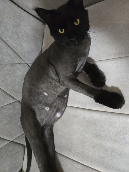 Груминг собак и кошек