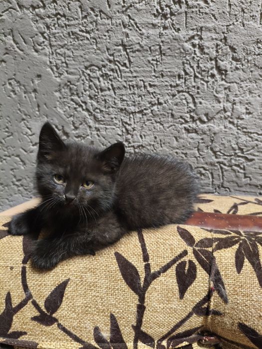Продам котенка ( мальчик)