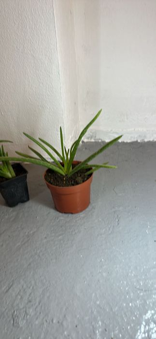 Pui tineri de Aloe Vera