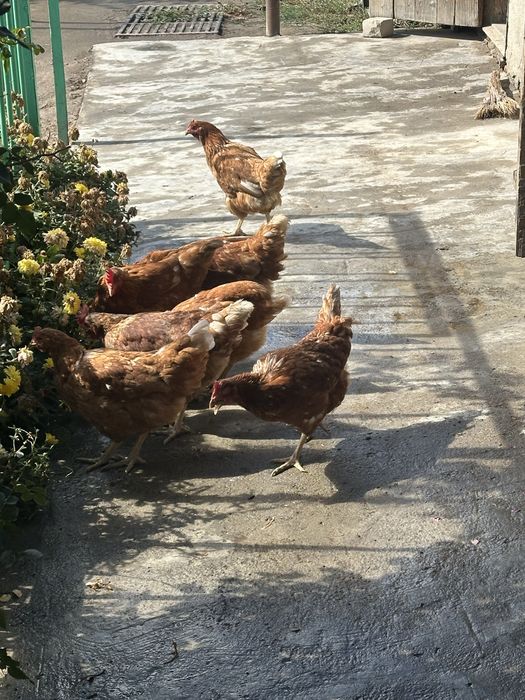 Продам 8 несушек 6 домащних