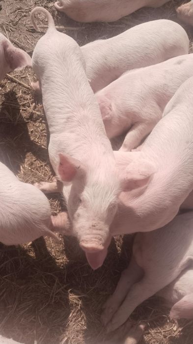 Продам поросят  .