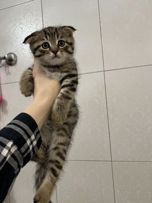 Вислоухие Шотландские котята