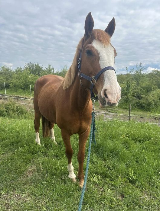 Кон , смеска от Чистокръвен кон и Пинто