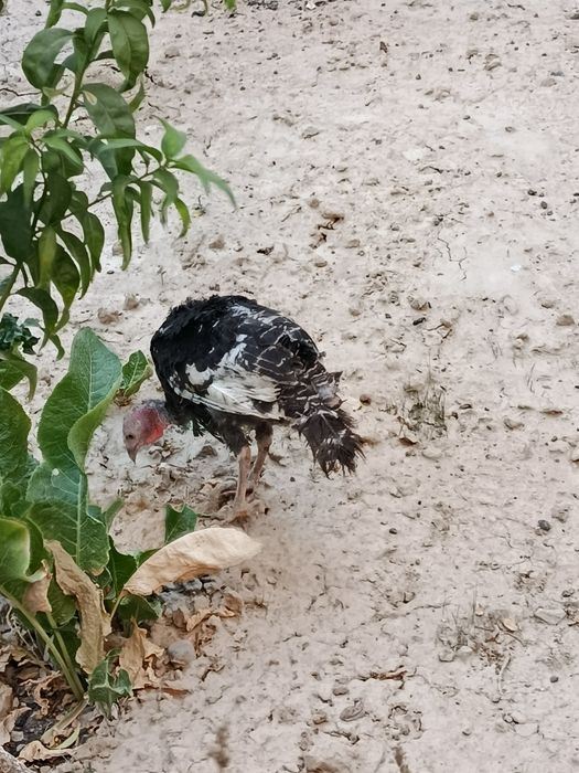 Курка 1.5йил айол