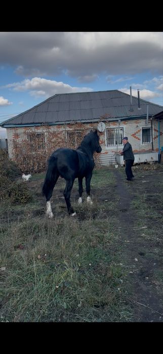 Продам жеребца полу