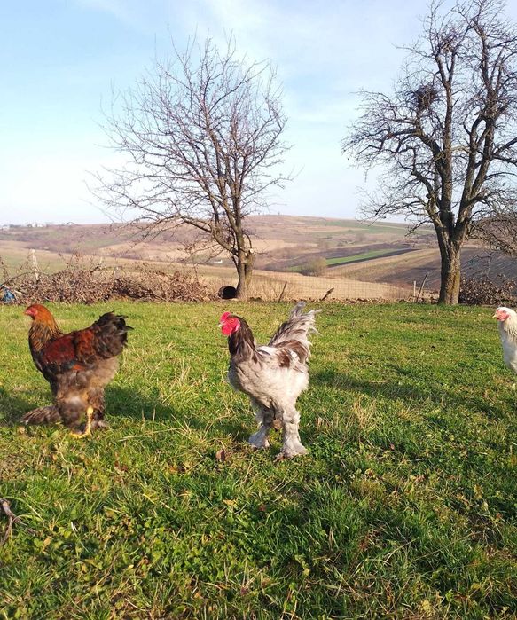 Cocosi Brahma tineret