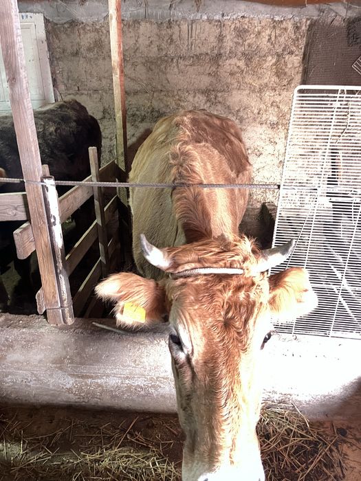 Бұзаулы сиыр сатылады