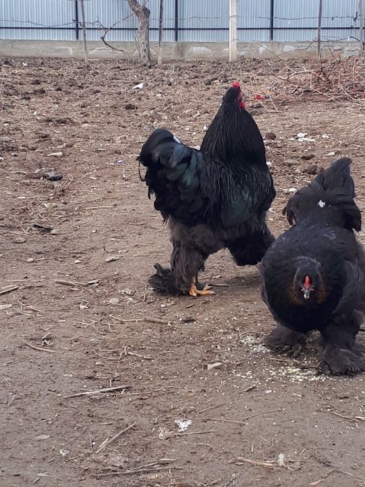Vând găini rasă Brahma.