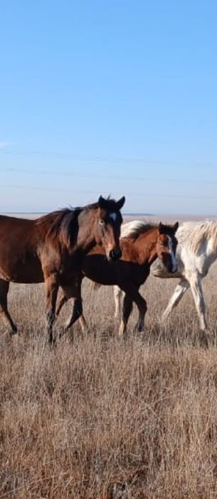 Жабагылар  сатылады