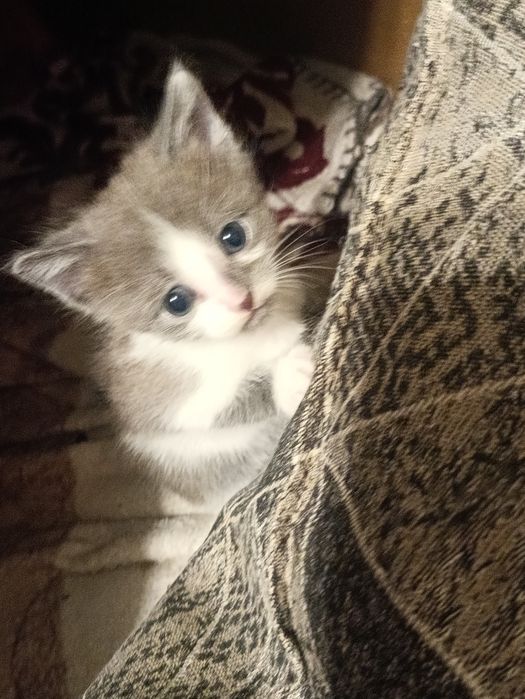 Котята в хорошие руки