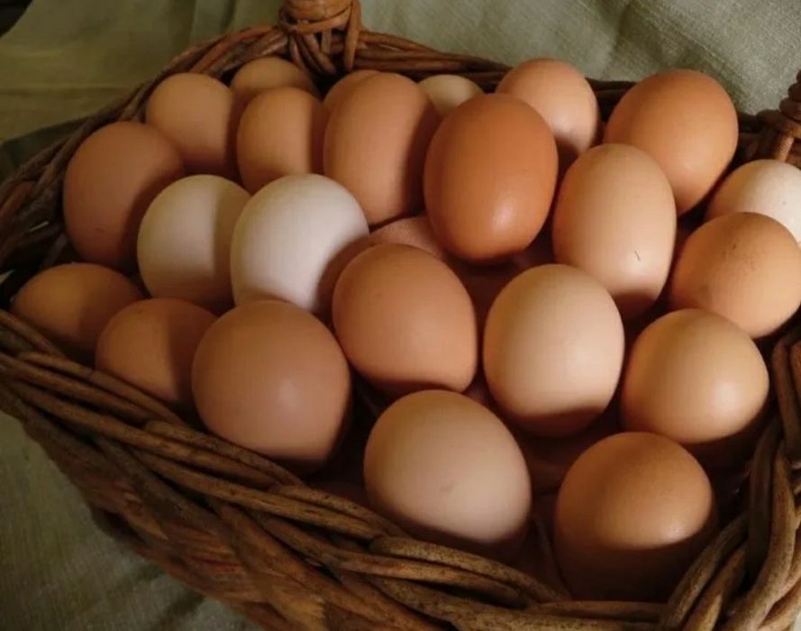 Инкубационное яйцо кучинкое