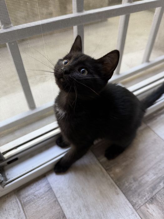 Подарявам коте.