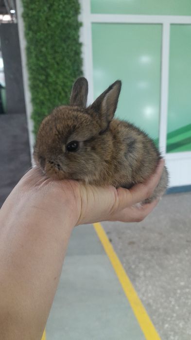Кролики карликовые декоративные