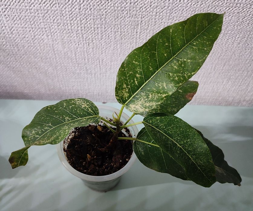 Фикусы-комнатные растения