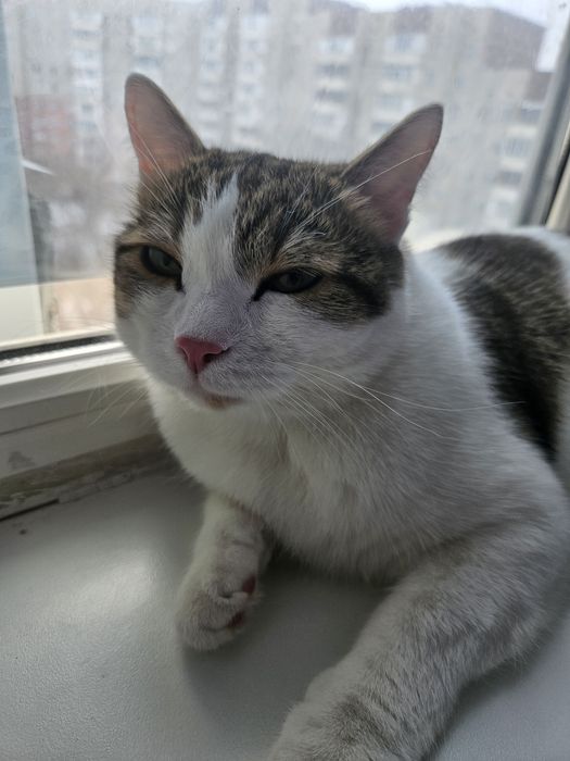 Отдам кота в добрые руки