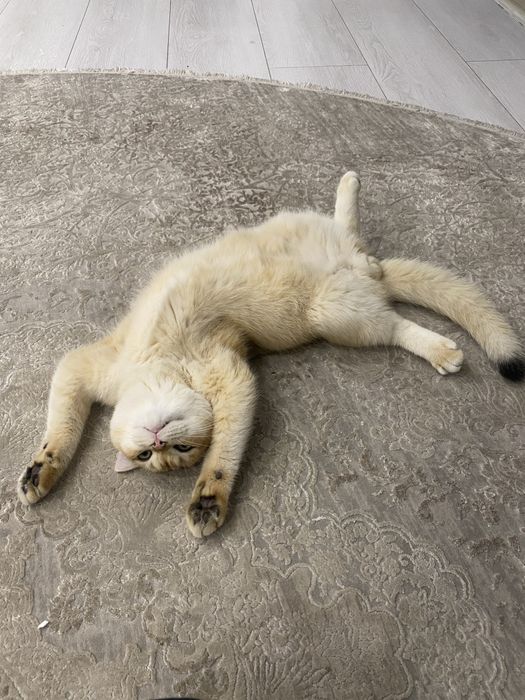 Британская золотистая шиншила