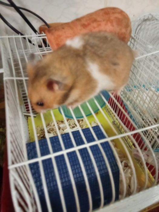 Продам серийских хомяков