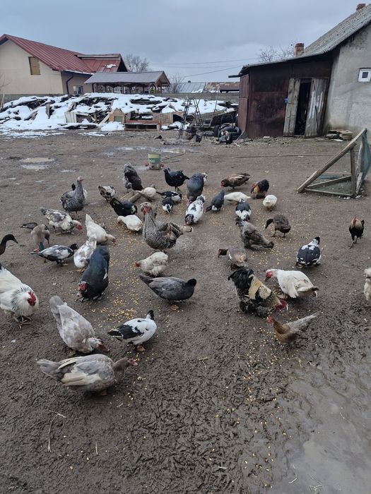 Vând rațe tinere de prasira sau de tăiat
Rățoi 100lei buc 4-5 kg
Rațe