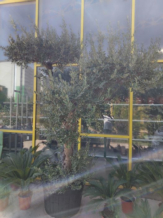 Бансай оливковое