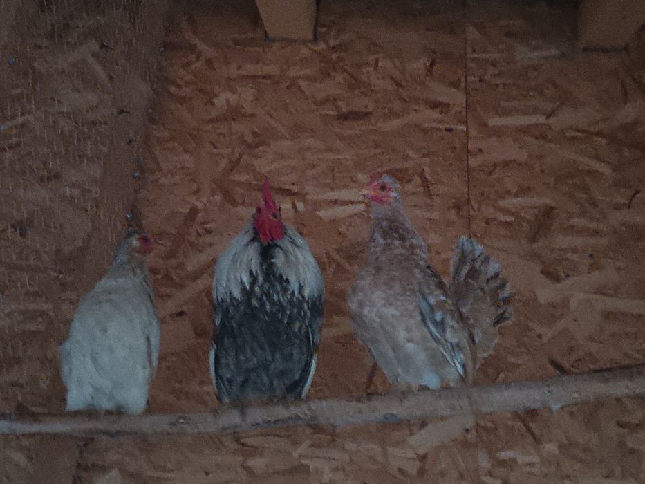 Vând găinușe chabo