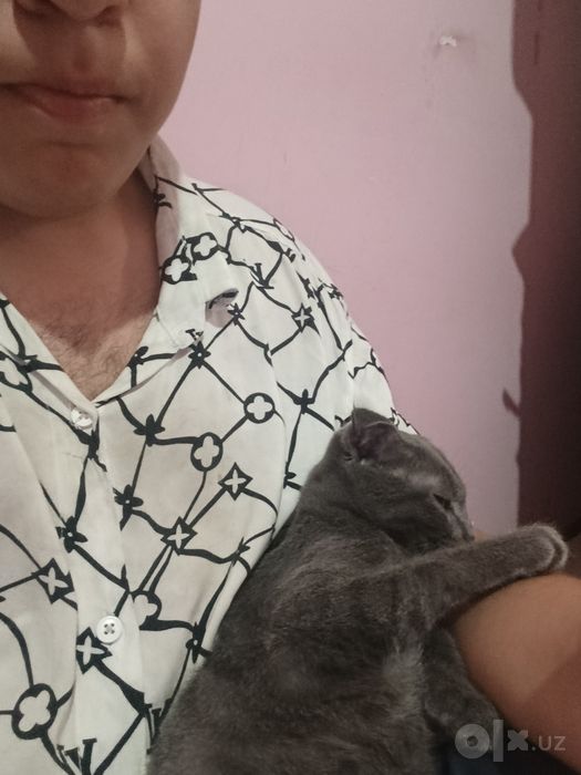 Британский домашний кот